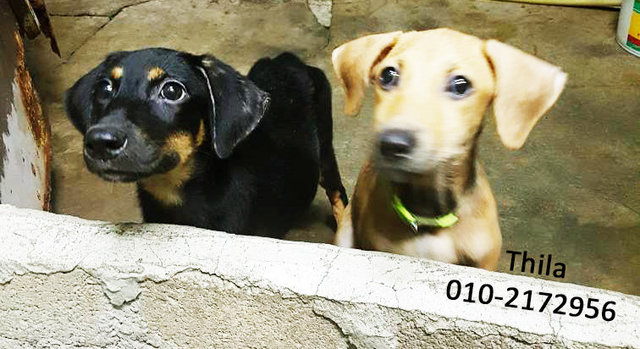 2 Female Puppies - Mixed Breed Dog