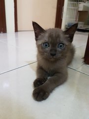 Photo when she is kitten