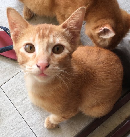 Honey And Golden - Domestic Short Hair Cat