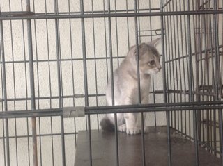 1.5 Month Little Light Grey - Domestic Short Hair Cat