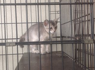 1.5 Month Little Light Grey - Domestic Short Hair Cat