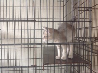 1.5 Month Little Light Grey - Domestic Short Hair Cat