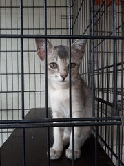 1.5 Month Little Light Grey - Domestic Short Hair Cat