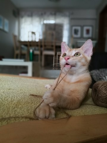 Sizzlebee - Domestic Short Hair Cat