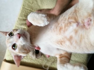 Sizzlebee - Domestic Short Hair Cat