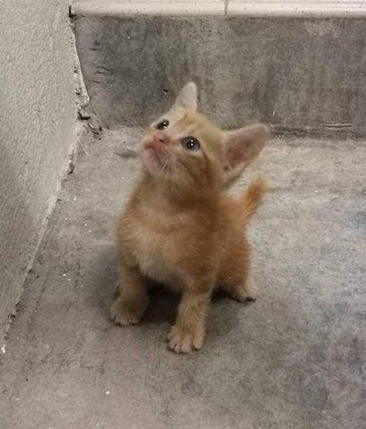 Peanut - Domestic Short Hair Cat