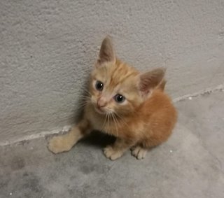 Peanut - Domestic Short Hair Cat