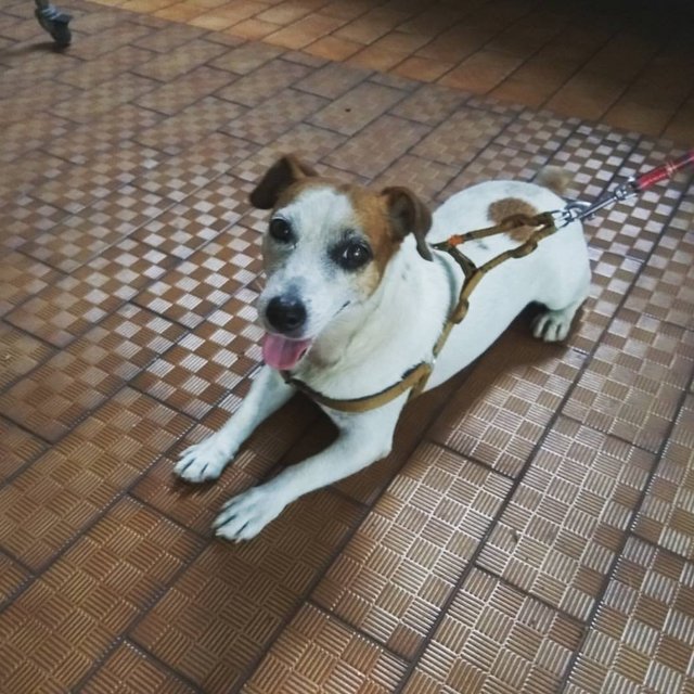 Found Jrt In Ttdi - Jack Russell Terrier Dog