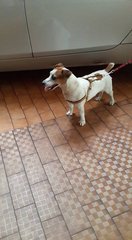 Found Jrt In Ttdi - Jack Russell Terrier Dog