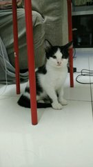 Moo Moo (Jb/kl/pj) - Domestic Short Hair Cat