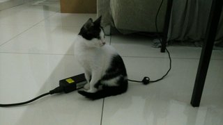 Moo Moo (Jb/kl/pj) - Domestic Short Hair Cat