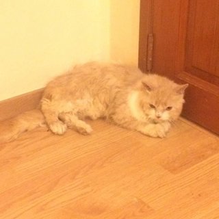 Hashbrown - Persian + Ragdoll Cat