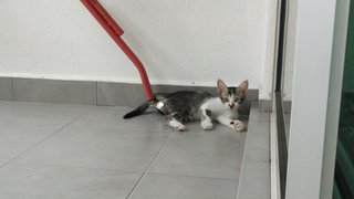 Sesame (Jb/kl/pj) - Domestic Short Hair Cat