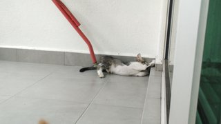 Sesame (Jb/kl/pj) - Domestic Short Hair Cat