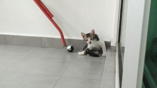 Sesame (Jb/kl/pj) - Domestic Short Hair Cat