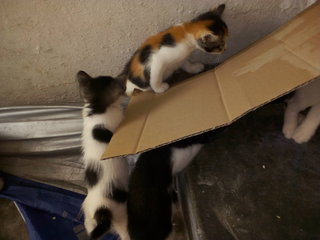 Cardboard parkour extreme sport 