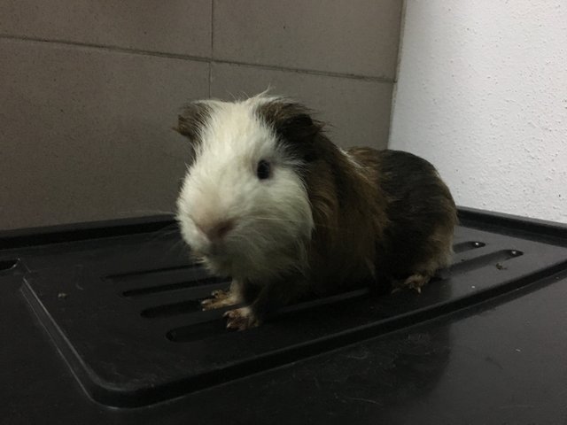 Hero, Toro, Toby - Guinea Pig Small & Furry