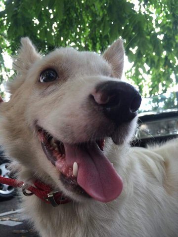 Lugia (Japanese Spitz Mix) - Spitz Mix Dog