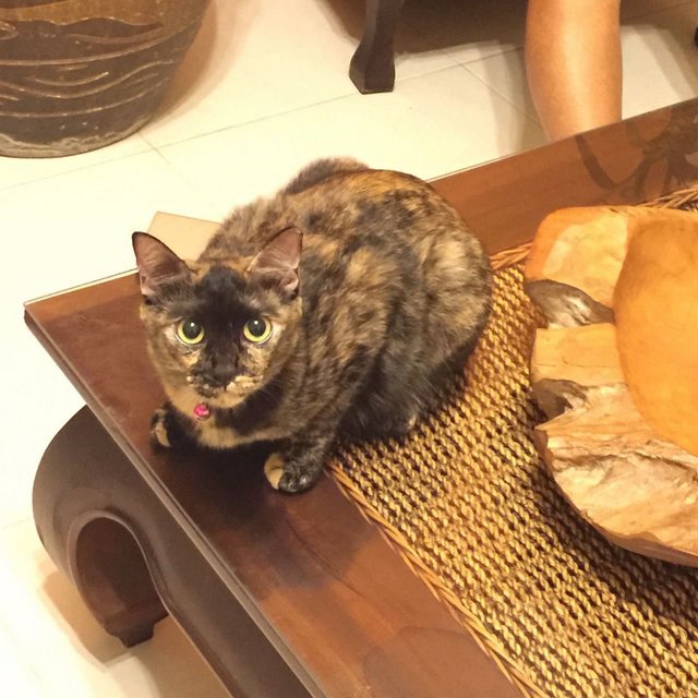 Poppy - Singapura Cat