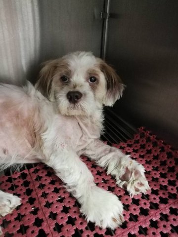 PF84311 - Shih Tzu Mix Dog