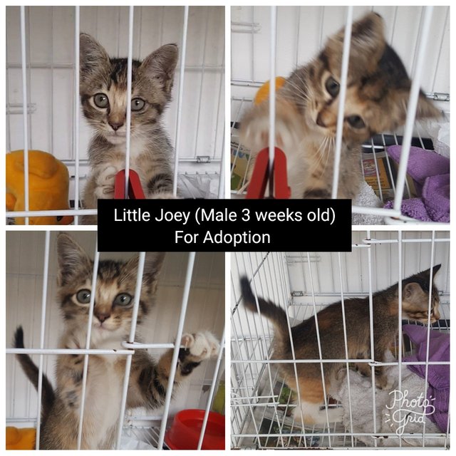 Little Joey - Domestic Medium Hair Cat