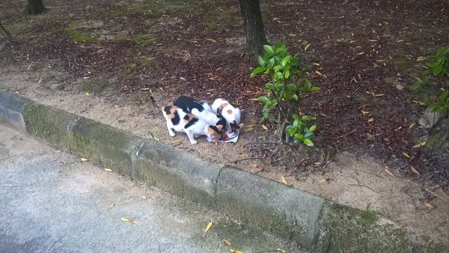 Penyambut Tetamu - Domestic Medium Hair Cat