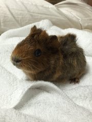 Brownie &amp; Bucky - Guinea Pig Small & Furry