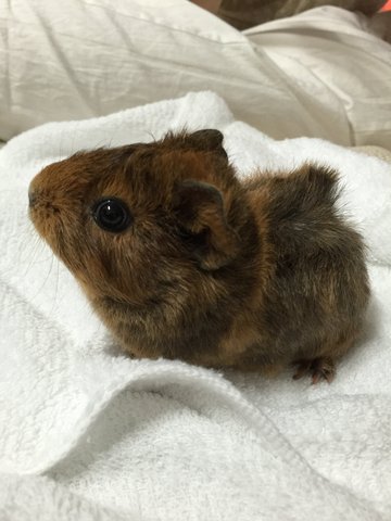 Brownie &amp; Bucky - Guinea Pig Small & Furry