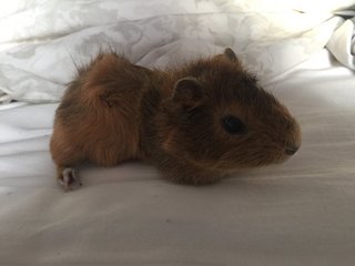 Brownie &amp; Bucky - Guinea Pig Small & Furry