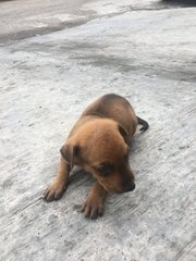 Cheeky Puppies - Mixed Breed Dog