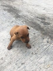 Cheeky Puppies - Mixed Breed Dog