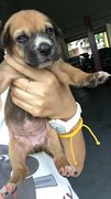 Cheeky Puppies - Mixed Breed Dog