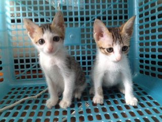 Long Tail &amp; Short Tail - Domestic Short Hair Cat