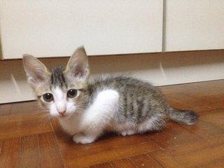 Long Tail &amp; Short Tail - Domestic Short Hair Cat