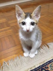 Long Tail &amp; Short Tail - Domestic Short Hair Cat