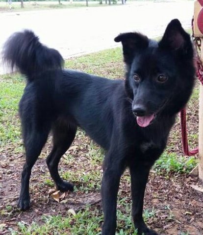 Trexie - German Spitz Mix Dog