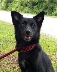 Trexie - German Spitz Mix Dog