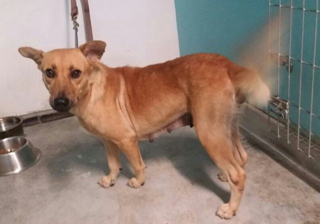 Browny Brown - Mixed Breed Dog