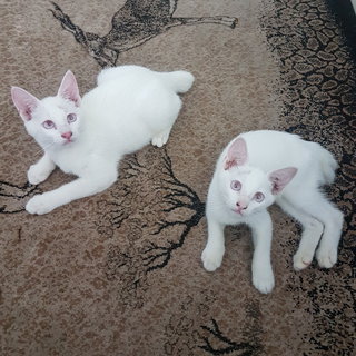 Me on the right. Left is my brother Casper. Please adopt both of us. Pleaseee