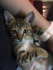 Teatoe - Domestic Short Hair Cat