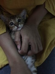Teatoe - Domestic Short Hair Cat