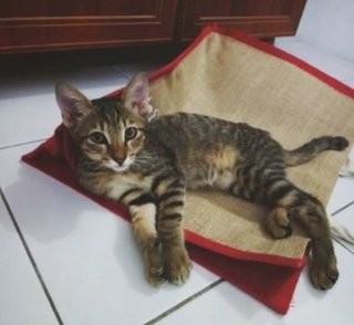 Teatoe - Domestic Short Hair Cat