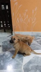 Male Puppies - Mixed Breed Dog