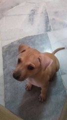 Male Puppies - Mixed Breed Dog