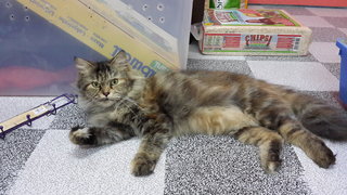 Fumiko (Fumi) - Domestic Long Hair Cat