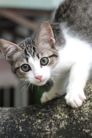 Major Tom, Lil Pound Cake &amp; Jujubee - Domestic Short Hair Cat