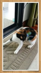 Gigi - Calico Cat