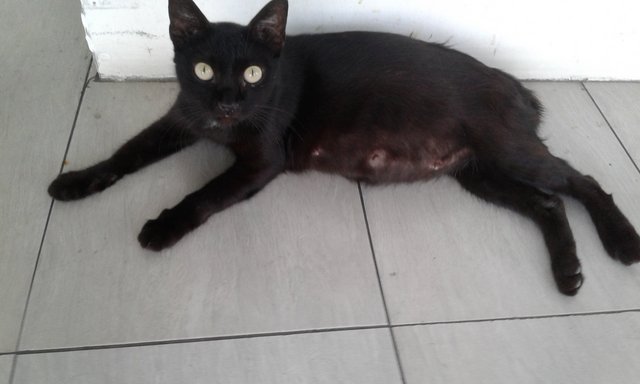 Blacky Pregnant Mommy - Domestic Short Hair Cat