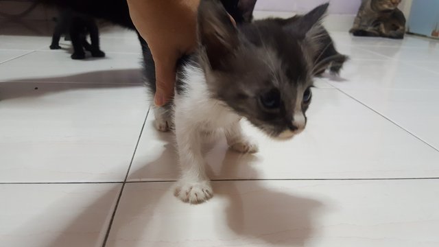 Kitties Kitties  - British Shorthair Cat