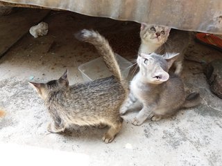 Magu &amp; Hana -adopted - Domestic Short Hair Cat